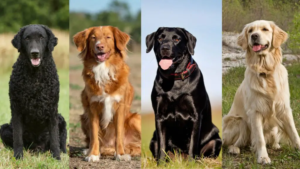 Most Popular Retriever Dog Breeds in 2024