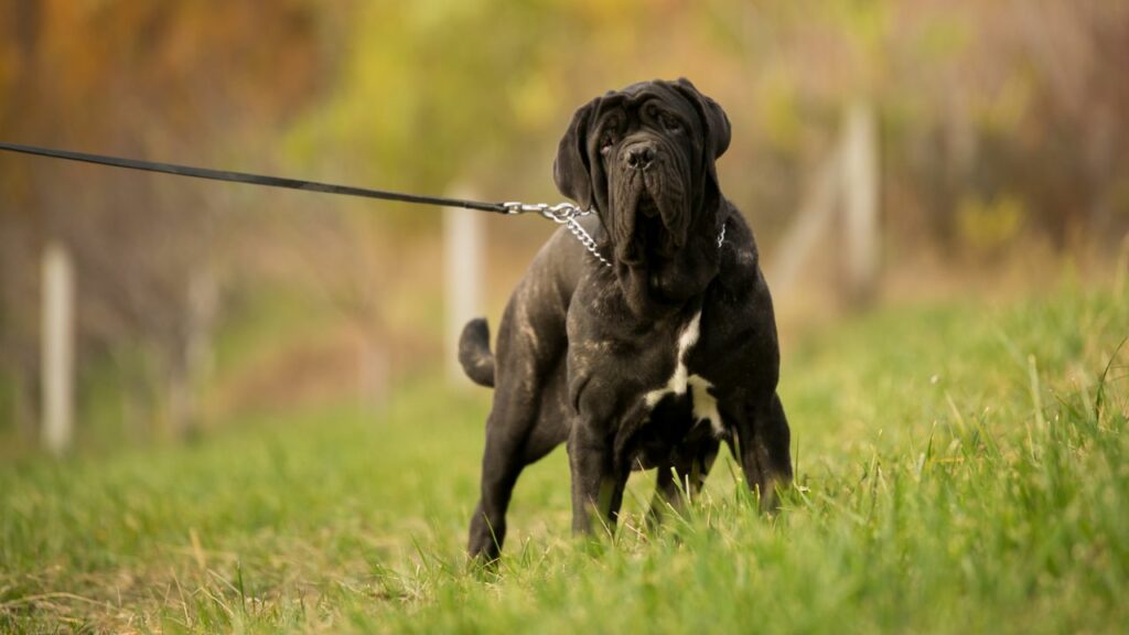 races de dogue
