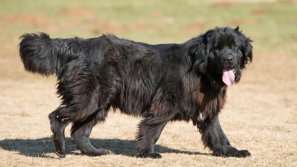 Races de chiens avec le plus grand cœur