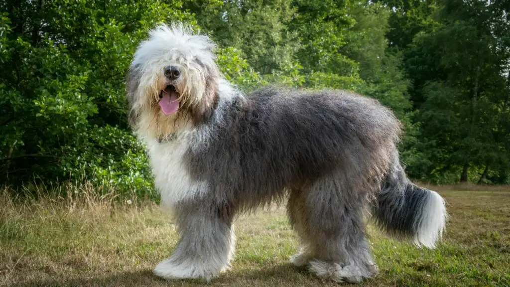 types de chiens de berger