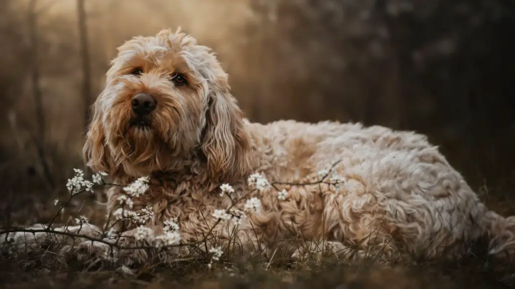 races de chiens en voie d'extinction