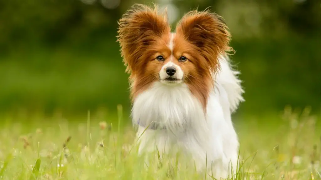 races de chiens réservées