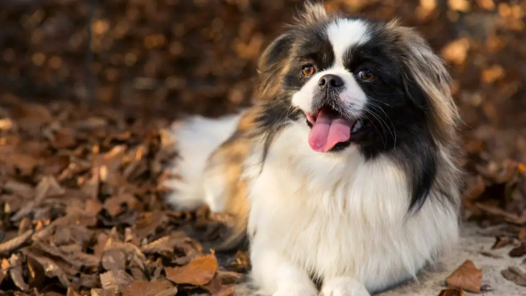 Meilleures races de chiens de tempérament