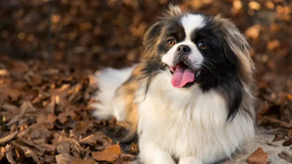 races de chiens les plus décontractées
