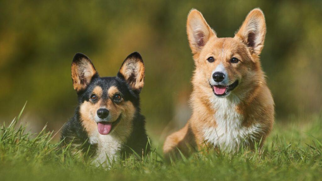 meilleurs chiens pour l'anxiété