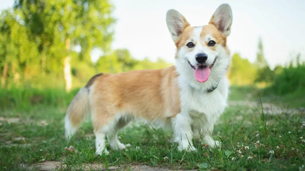 races de chiens de ferme