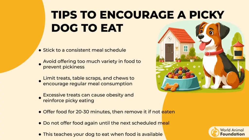 Conseils pour encourager un chien difficile à manger