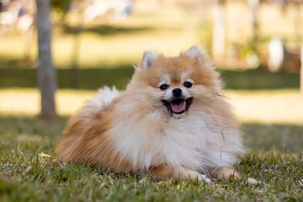 quel chien ressemble à un lion