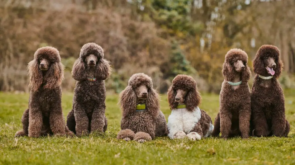 comment un chien peut-il contracter un cancer
