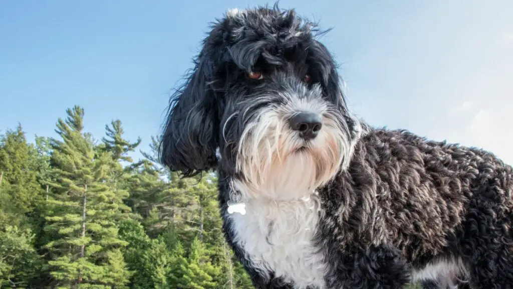 Quel est le meilleur chien pour la randonnée ?
