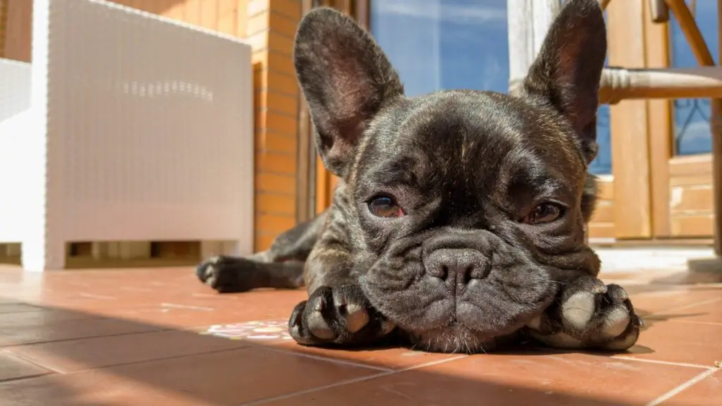 comportement des bouledogues français
