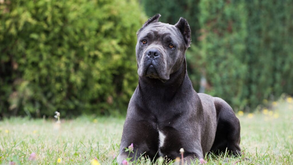 Pros and Cons of Cane Corso