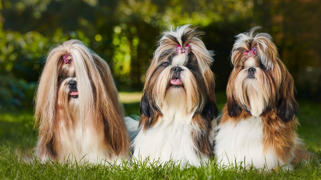 Pros and Cons of Shih Tzu