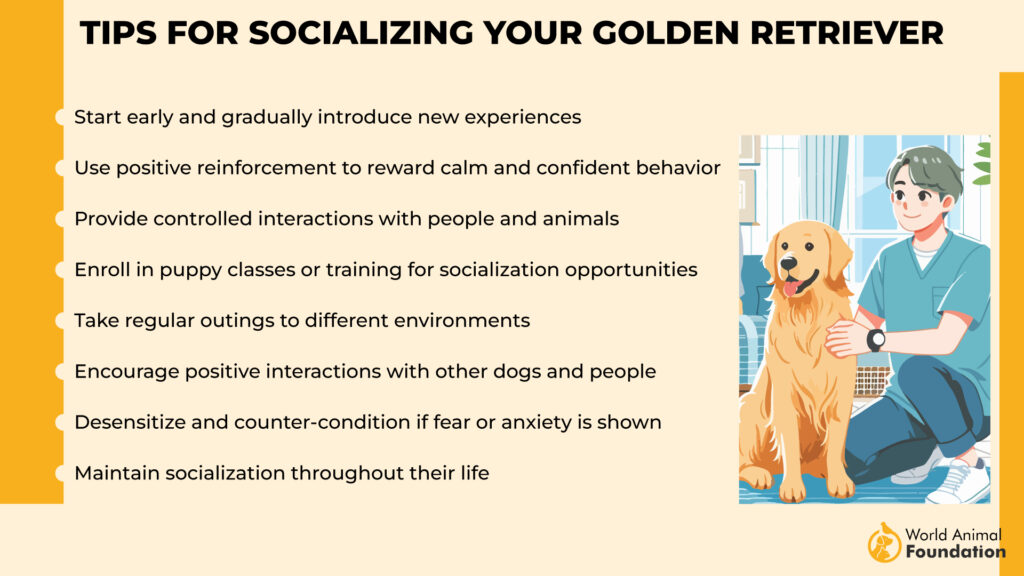 avantages d'un Golden Retriever