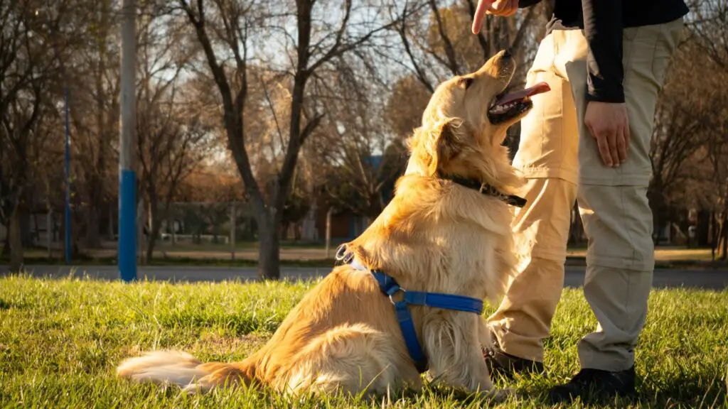 comment dresser un golden retriever