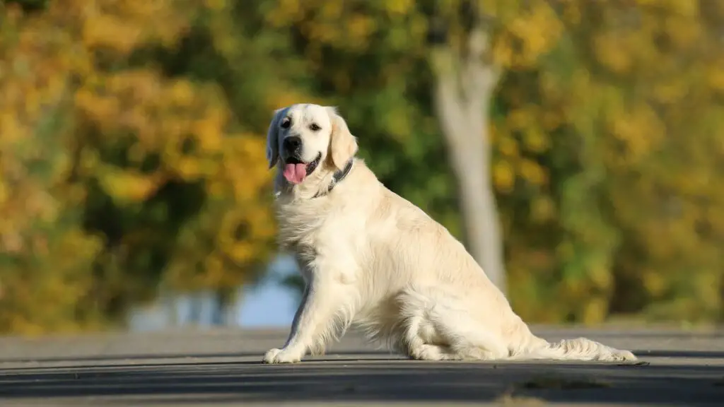 Avantages et inconvénients d'un Golden Retriever