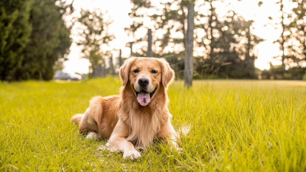 Avantages du Golden Retriever