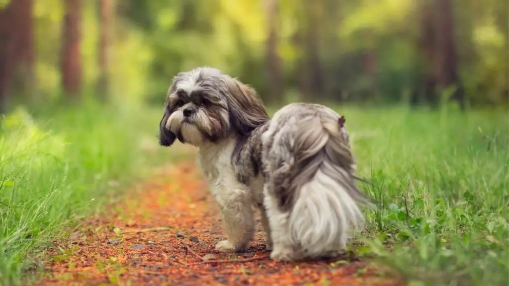 Pros of the Shih Tzu