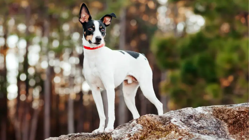 races de chiens américains