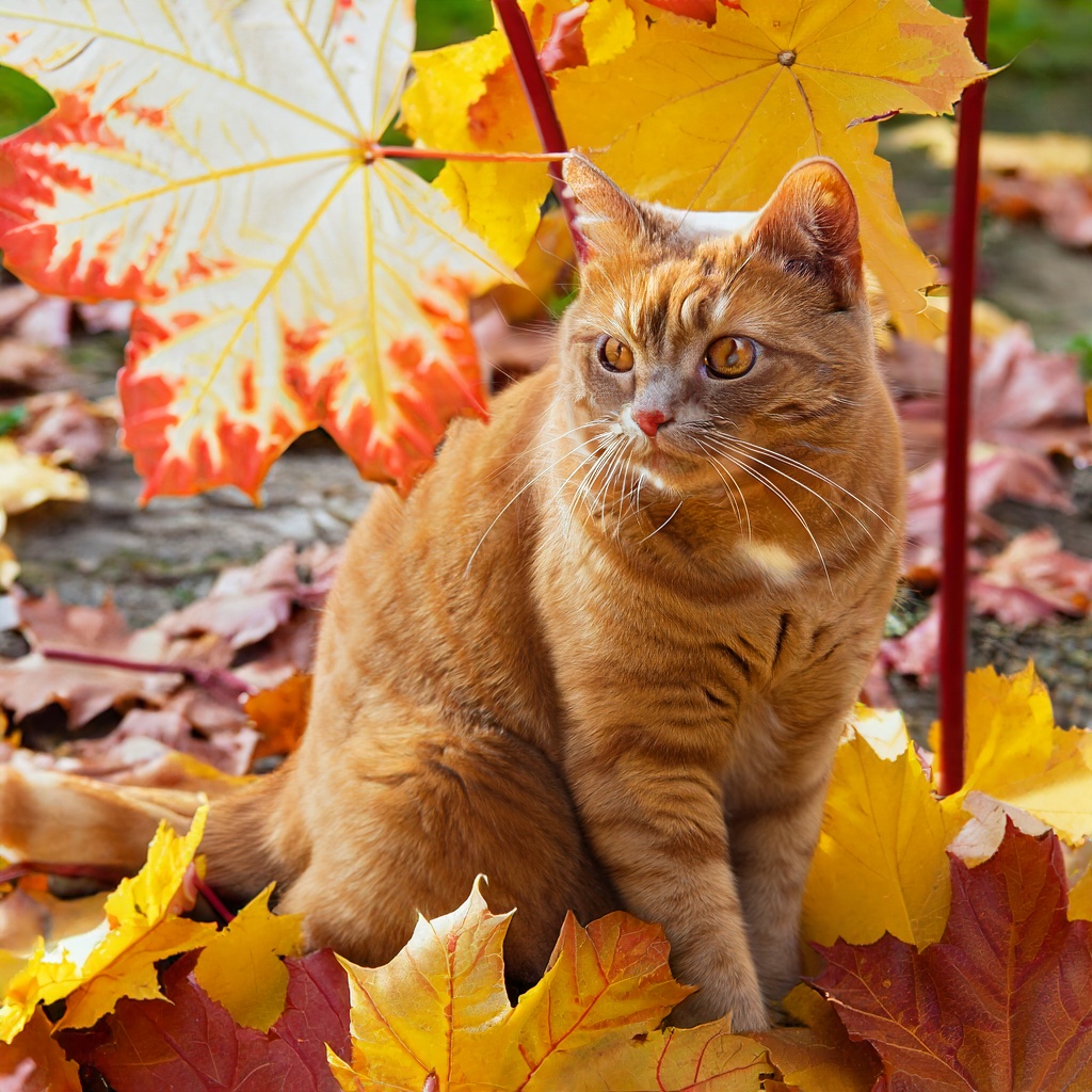 Noms de chat rouge