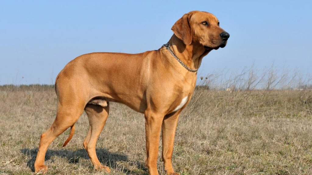 meilleur chien pour randonner par temps chaud