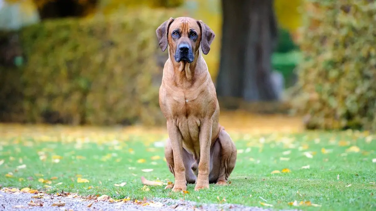 chiens semblables au Rhodesian Ridgeback
