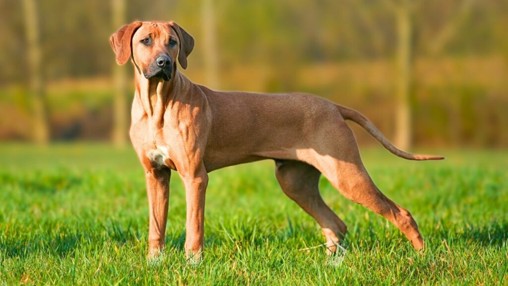 Chiens pour le climat tropical