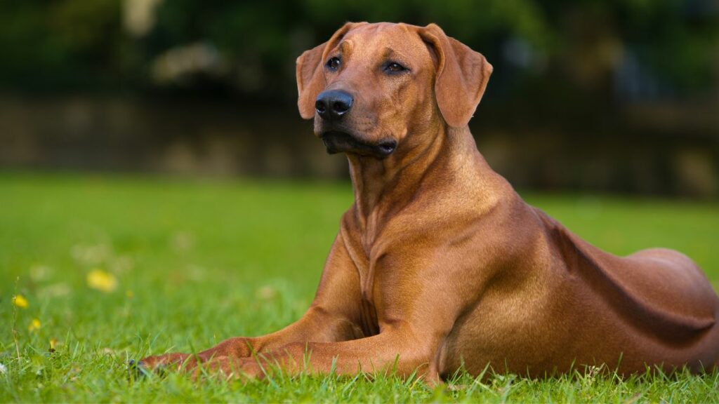 grandes races de chiens semblables au bullmastiff
