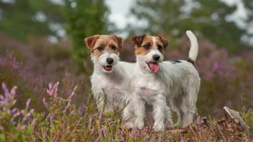 races de chiens les plus câlins