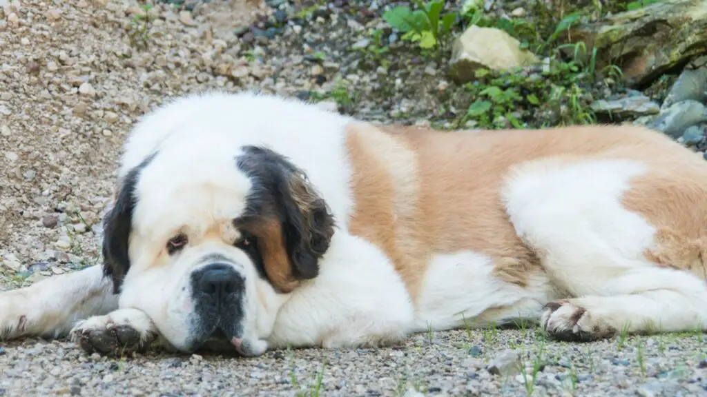 chiens qui dorment beaucoup