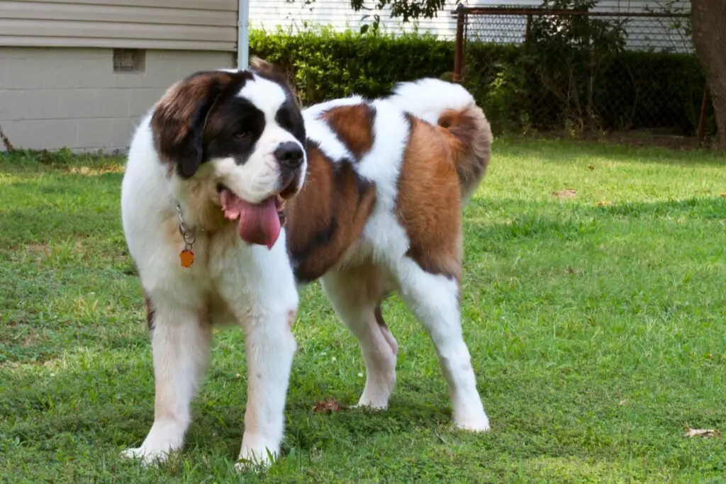 les plus gros chiens de garde du monde
