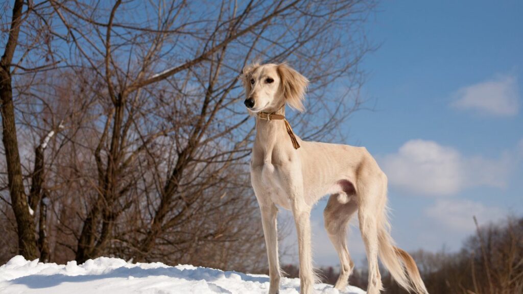 races de chiens loups
