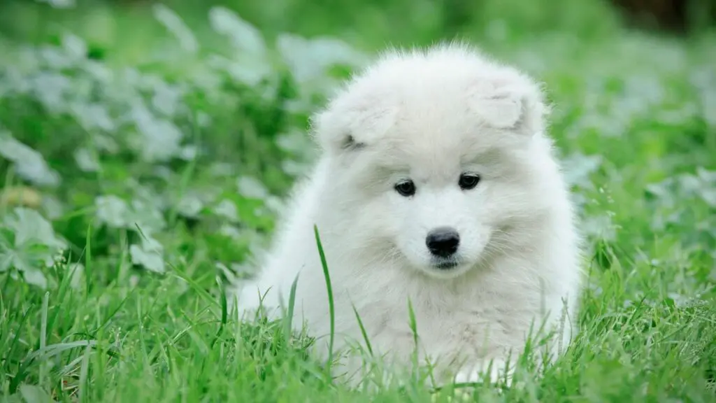 le plus beau chien du monde
