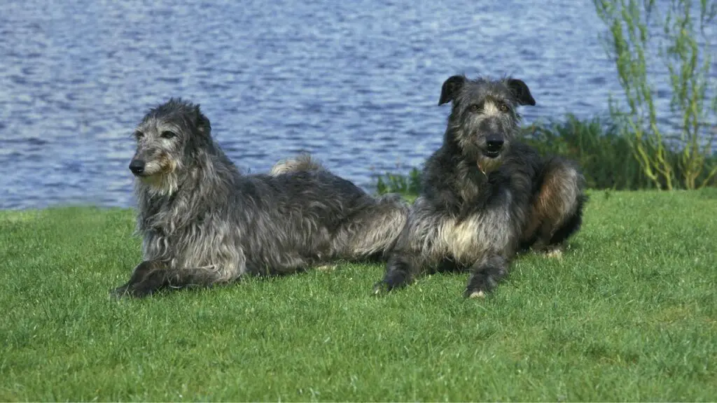 les chiens sont-ils en danger