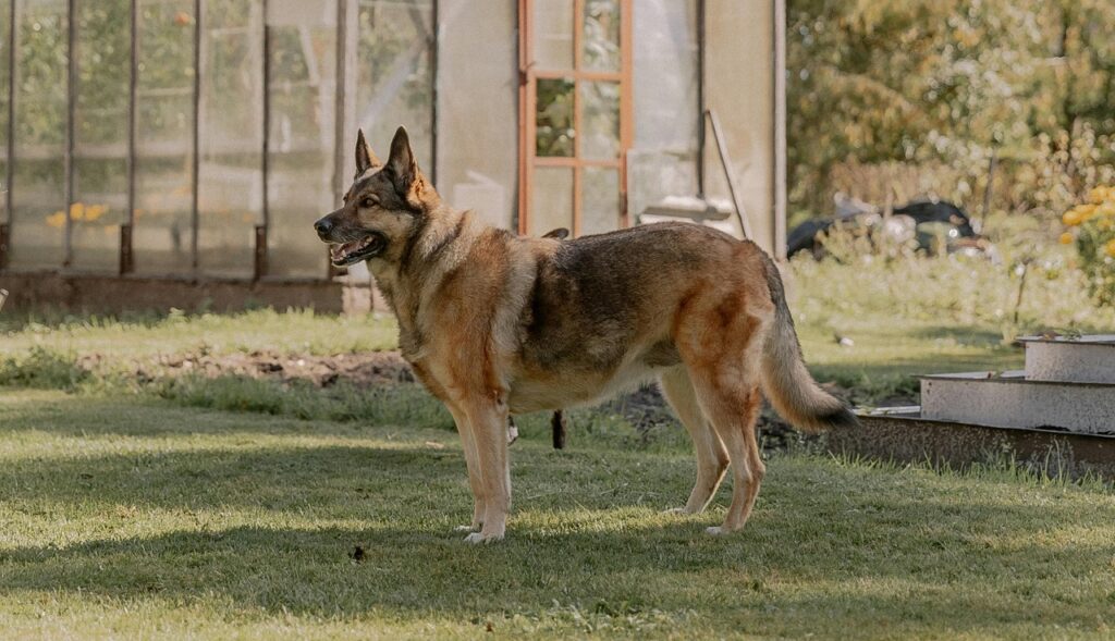 Chiens de sécurité pour les familles