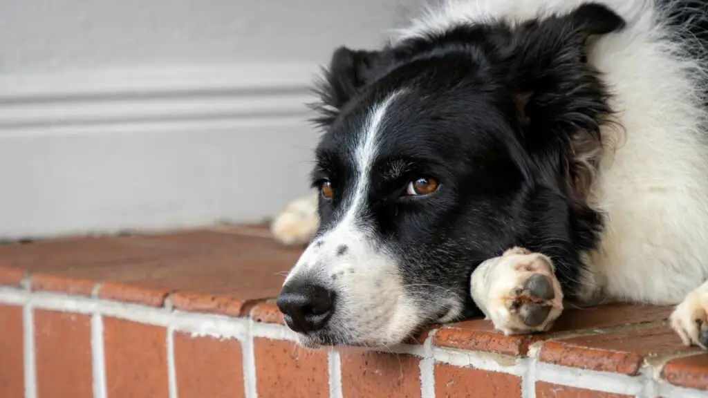 problèmes de santé chez le border collie