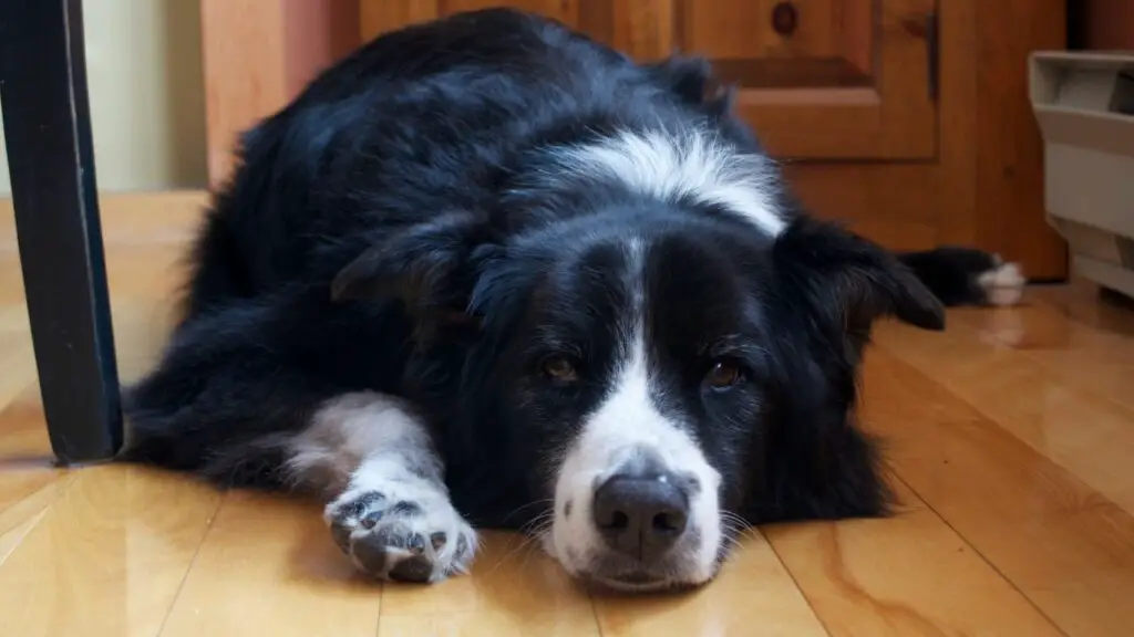 Inconvénients du Border Collie