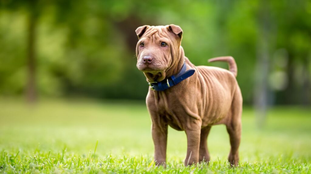 grandes races de chiens étroitement liées aux loups