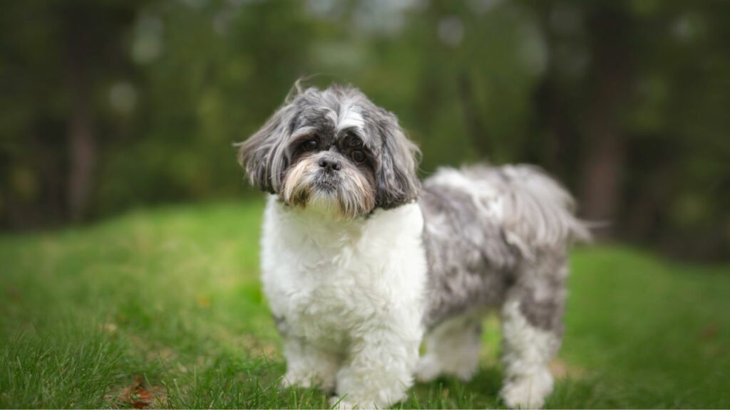 maladie dentaire du shih tzu
