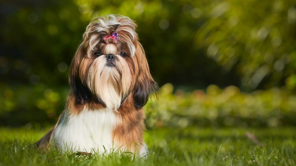 petits chiens étroitement liés aux loups