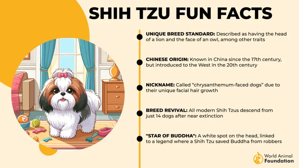 Faits amusants sur le Shih Tzu