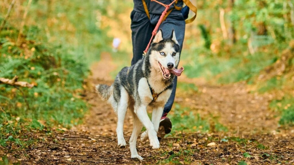 chiens pour adolescents
