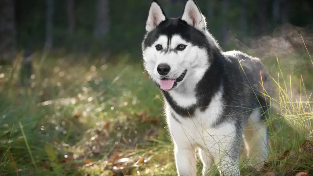 races de chiens difficiles
