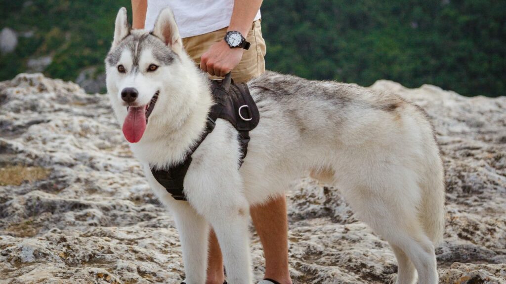 meilleurs chiens pour la randonnée et la protection