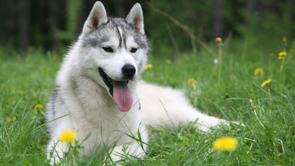 race de chien la plus proche du loup
