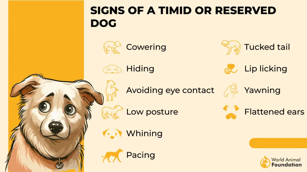 Signes d'un chien timide ou réservé