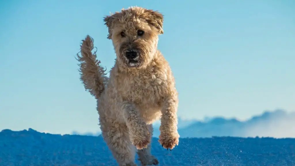 Races de chiens timides