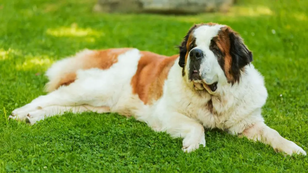 chiens qui ont besoin du moins d'exercice
