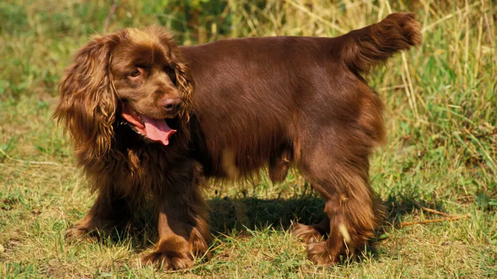 chiens les plus menacés