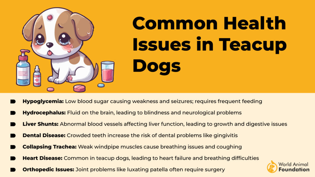 problèmes de santé chez les chiens en tasse de thé